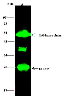 Invitrogen DHRS2 Polyclonal Antibody 100 &mu;L; Unconjugated:Antibodies,