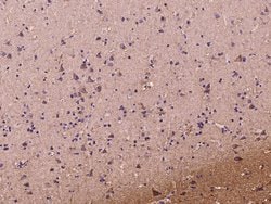 Invitrogen DKK3 Polyclonal Antibody 100 &mu;L; Unconjugated:Antibodies,