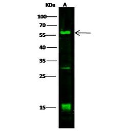 Invitrogen DLL1 Polyclonal Antibody 100 &mu;L; Unconjugated:Antibodies,