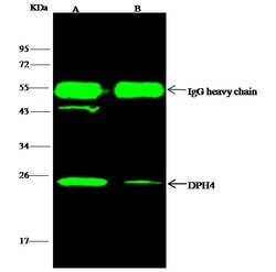 Invitrogen DNAJC24 Polyclonal Antibody 100 &mu;L; Unconjugated:Antibodies,