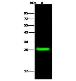 Invitrogen DNAJC24 Polyclonal Antibody 100 &mu;L; Unconjugated:Antibodies,