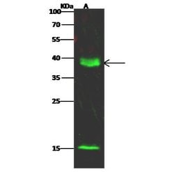 Invitrogen DPPA4 Polyclonal Antibody 100 &mu;L; Unconjugated:Antibodies,