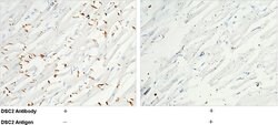 Invitrogen Desmocollin 2 Polyclonal Antibody 100 &mu;L; Unconjugated:Antibodies,