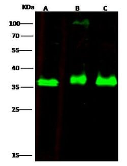 Invitrogen RCAS1 Polyclonal Antibody 100 &mu;L; Unconjugated:Antibodies,
