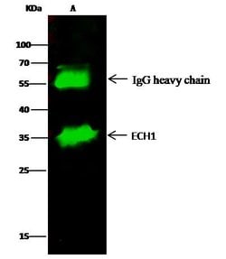 Invitrogen ECH1 Polyclonal Antibody 100 &mu;L; Unconjugated:Antibodies,