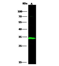 Invitrogen ECH1 Polyclonal Antibody 100 &mu;L; Unconjugated:Antibodies,