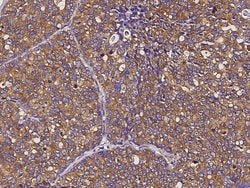 Invitrogen EEF1B2 Polyclonal Antibody 100 &mu;L; Unconjugated:Antibodies,