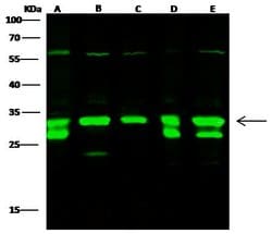 Invitrogen EEF1B2 Polyclonal Antibody 100 &mu;L; Unconjugated:Antibodies,