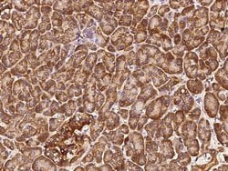 COX4NB Polyclonal Antibody:Antibodies, Polyclonal