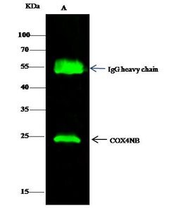 COX4NB Polyclonal Antibody:Antibodies, Polyclonal