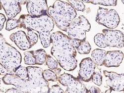 Invitrogen PP11 Polyclonal Antibody 100 &mu;L; Unconjugated:Antibodies,