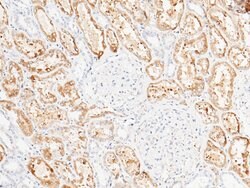 Invitrogen ENTPD5 Polyclonal Antibody 100 &mu;L; Unconjugated:Antibodies,