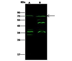 Invitrogen Epsin 3 Polyclonal Antibody 100 &mu;L; Unconjugated:Antibodies,
