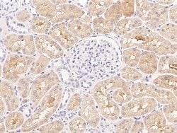 Invitrogen ESAM Polyclonal Antibody 100 &mu;L; Unconjugated:Antibodies,