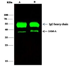 Invitrogen JAM-A (CD321) Polyclonal Antibody 100 &mu;L; Unconjugated:Antibodies,