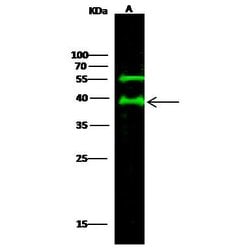 Invitrogen JAM-A (CD321) Polyclonal Antibody 100 &mu;L; Unconjugated:Antibodies,