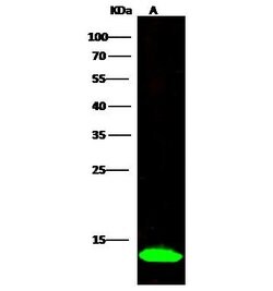 Invitrogen FABP3 Polyclonal Antibody 100 &mu;L; Unconjugated:Antibodies,