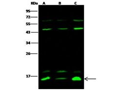 Invitrogen FABP5 Polyclonal Antibody 100 &mu;L; Unconjugated:Antibodies,