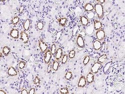 Invitrogen FGD2 Polyclonal Antibody 100 &mu;L; Unconjugated:Antibodies,