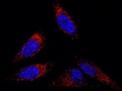 Invitrogen Flotillin 2 Polyclonal Antibody 100 &mu;L; Unconjugated:Antibodies,