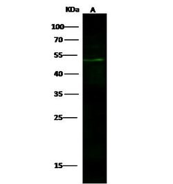 Invitrogen Flotillin 2 Polyclonal Antibody 100 &mu;L; Unconjugated:Antibodies,
