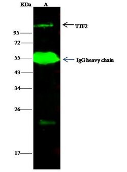 Invitrogen TTF2 Polyclonal Antibody 100 &mu;L; Unconjugated:Antibodies,