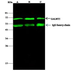 Invitrogen GALNT2 Polyclonal Antibody 100 &mu;L; Unconjugated:Antibodies,
