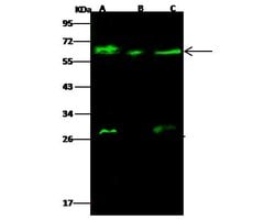 Invitrogen GALNT2 Polyclonal Antibody 100 &mu;L; Unconjugated:Antibodies,