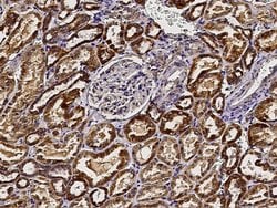 Invitrogen GCSH Polyclonal Antibody 100 &mu;L; Unconjugated:Antibodies,