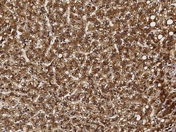 Invitrogen GCSH Polyclonal Antibody 100 &mu;L; Unconjugated:Antibodies,