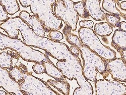 Invitrogen Growth Hormone Polyclonal Antibody 100 &mu;L; Unconjugated:Antibodies,