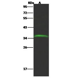 Invitrogen GLT8D2 Polyclonal Antibody 100 &mu;L | Buy Online | Invitrogen&trade; | Fisher Scientific