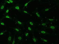 Invitrogen GMEB1 Polyclonal Antibody 100 &mu;L; Unconjugated:Antibodies,