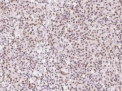 Invitrogen GMEB1 Polyclonal Antibody 100 &mu;L; Unconjugated:Antibodies,