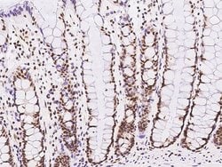 Invitrogen GMEB1 Polyclonal Antibody 100 &mu;L; Unconjugated:Antibodies,