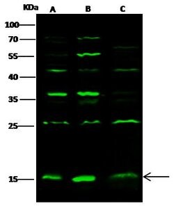 Invitrogen GMFB Polyclonal Antibody 100 &mu;L; Unconjugated:Antibodies,