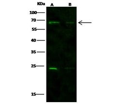 Invitrogen Nucleostemin Polyclonal Antibody 100 &mu;L; Unconjugated:Antibodies,