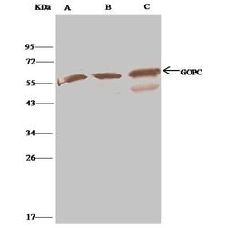 Invitrogen PIST Polyclonal Antibody 100 &mu;L | Buy Online | Invitrogen&trade; | Fisher Scientific