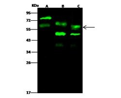 Invitrogen PIST Polyclonal Antibody 100 &mu;L | Buy Online | Invitrogen&trade; | Fisher Scientific