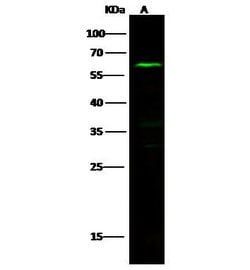 Invitrogen NLK Polyclonal Antibody 100 &mu;L; Unconjugated:Antibodies,