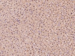 Invitrogen GSS Polyclonal Antibody 100 &mu;L; Unconjugated:Antibodies,