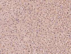 Invitrogen GSS Polyclonal Antibody 100 &mu;L; Unconjugated:Antibodies,