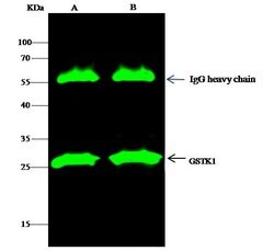 Invitrogen GSTK1 Polyclonal Antibody 100 &mu;L; Unconjugated:Antibodies,