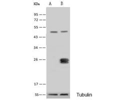 Invitrogen GSTK1 Polyclonal Antibody 100 &mu;L; Unconjugated:Antibodies,