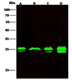 Invitrogen GSTK1 Polyclonal Antibody 100 &mu;L; Unconjugated:Antibodies,