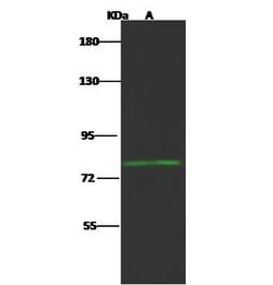 Invitrogen HCFC2 Polyclonal Antibody 100 &mu;L; Unconjugated:Antibodies,