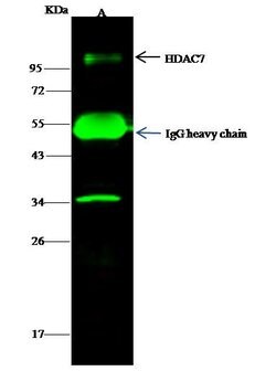 Invitrogen HDAC7 Polyclonal Antibody 100 &mu;L; Unconjugated:Antibodies,