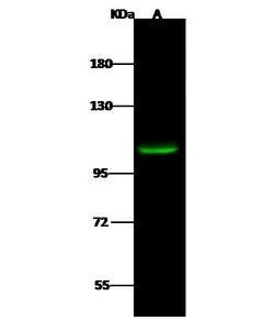 Invitrogen HDAC7 Polyclonal Antibody 100 &mu;L; Unconjugated:Antibodies,