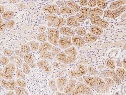 Invitrogen HGF Polyclonal Antibody 100 &mu;L; Unconjugated:Antibodies,