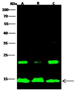 Invitrogen Histone H2A Polyclonal Antibody 100 &mu;L; Unconjugated:Antibodies,